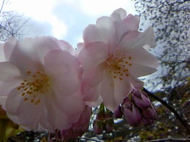 青森からJRで木古内、ﾊﾞｽに乗り継ぎ、松前まで行きました。<br /><br />今年は寒波のせいで、桜の開花が遅れて、ほとんど咲いてませんでした。<br /><br />