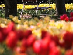 Solitary Journey ［1206］ どの花見ても綺麗だな～♪感動の花風景をお届けします＜世羅高原農場チューリップ祭り＞広島県世羅町