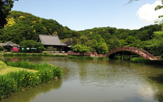 　連休狭間の５月２日、横浜市金沢区にある称名寺と金沢文庫を訪ねました。<br />称名寺は１２５９年、鎌倉幕府の北条一族、北条実時により建立された寺院で、称名寺境内全体が国指定史跡になって居ます。<br />今回の世界遺産申請にも、武家の古都・鎌倉を構成する寺院として名を連ねました。　特に浄土庭園として名をはせます。<br />浄土庭園というと平泉の毛越寺が有名ですが、それより約百年後につくられた最後の浄土庭園です。朱塗りの橋も再建されて居ます。<br />　金沢文庫は同じく北条実時により集められた、日本最古の武家の書庫として有名です。今でも、神奈川県立の博物館として、金沢文庫の名を伝えています。<br />　出発は京浜急行品川駅、金沢文庫駅にて下車します。<br />駅にて道案内の地図を貰い歩き始めます、右に曲がるのですが何処で曲がるか判りません、近くの交番で再び新しい地図を貰い歩きます。<br />なんとか到着しました。<br />　<br />　