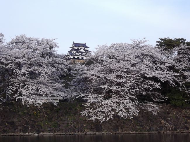 彦根城へ桜を見に行ってみました。<br />彦根といえば井伊直弼、井伊直政などの歴史に残る武将が連想されます。<br />あと、「ひこにゃん」です。<br />マスコットとして、おみやげキャラクターになっていました。<br />トップ写真は、中濠東西通りから天守閣を撮影したものです。<br />