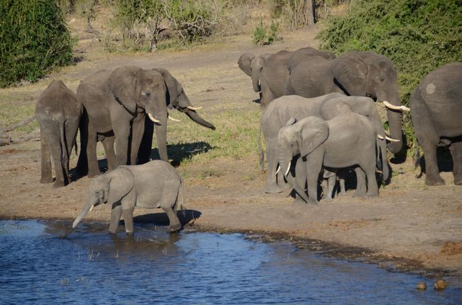 野生動物に会いに行くクルーズとドライブ(アフリカ南部デビューの旅)