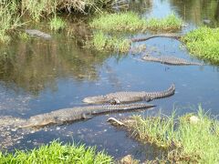 2013 GW フロリダとニューヨーク02：エバーグレーズ国立公園