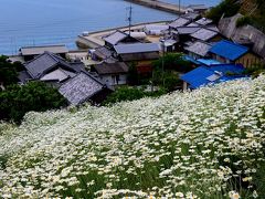 因島を訪ねて・・・その①因島フラワーセンターと除虫菊畑