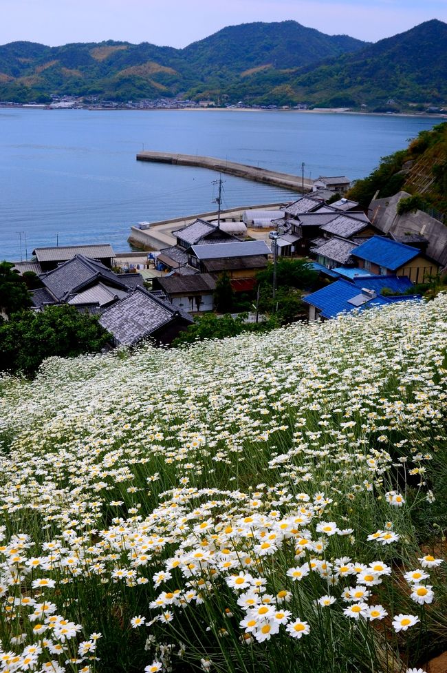 <br />　　　　　・・・　除虫菊を求めて　・・・<br /><br />　　因島はかつて因島市として独立していたが、現在は尾道市に属する島である。<br />　尾道から今治まで西瀬戸自動車道いわゆる“しまなみ海道”が瀬戸内の島々を橋で結ばれている。<br />　尾道から向島・因島・生口島までが広島県で次の大三島からは愛媛県となる。<br /><br />　因島は、”水軍の島”,”花の島”,”フルーツの島”として古くから数々の歴史とロマンを秘めた島としても有名である。<br /><br />　また忘れてならないのは、ここ因島は蚊取り線香の原料となる“除虫菊”の産地として全国的知られた所でもあった。<br /><br />　最近は電子蚊取り器や噴霧式殺虫剤などの進出により、昔馴染みの渦巻状蚊取り線香は衰退してしまったため、因島の除虫菊栽培は昔ほどではないが今でも島の斜面には除虫菊畑が残っているので行ってみることにした。<br /><br />　先ず、白滝山のふもとにある植物公園である”尾道市因島フラワーセンター”を訪ねてみた。<br /><br />　１９９０年に広島県立のセンターとして開園、以後因島市（当時）や民間の団体に管理が移管され、現在は花壇や芝生広場を交流の場として無料で開放されている。<br /><br />　家族や仲間たちとくつろぐには絶好の花壇である・・・。<br /><br />　しかし、年々利用客が減少し訪れる人が少なくなったのは残念である。<br /><br /><br />　<br /><br />