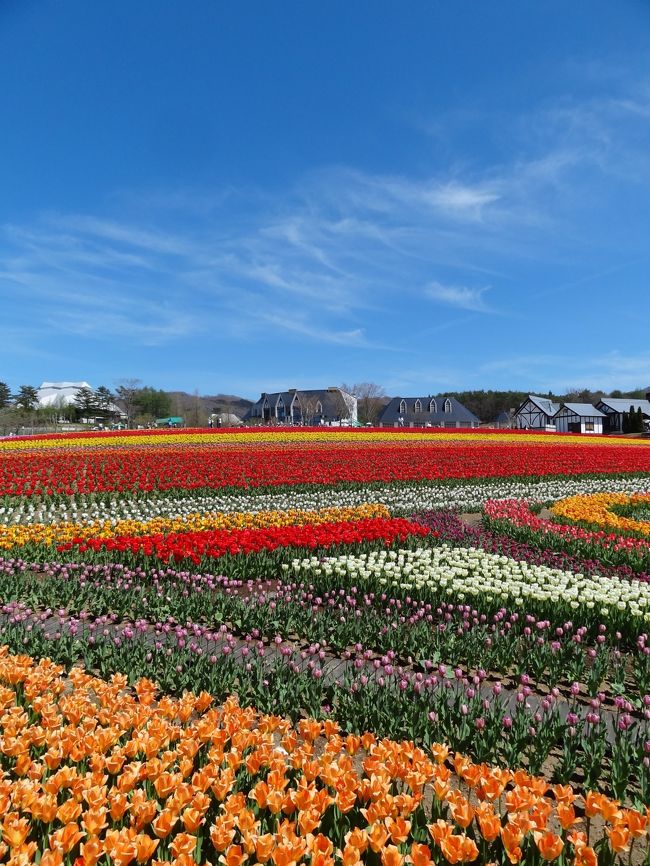 とっても天気が良くて、とっても暑かったこの日。<br />久々に牧歌の里のお花を堪能してきました。<br />大好きな北海道にそっくりの風景で嬉しかったよ〜。