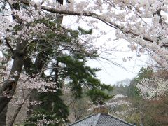 2013。。多賀城祉の桜。。。から。。。利府町加瀬沼へ。。