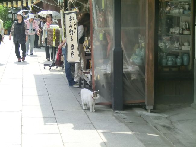 矢切りの渡しと私・・・。柴又・帝釈天。