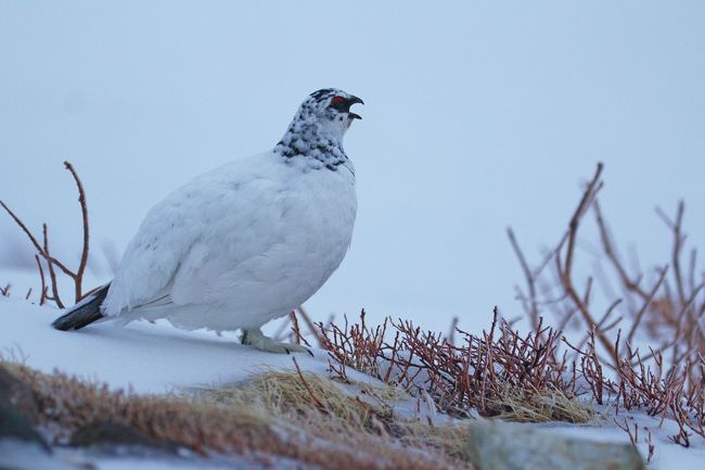 ※積雪期の立山連峰とライチョウの写真ばかりです。<br /><br /><br />立山2日目は昨日の悪天候が嘘にように<br />晴れ渡り、まるで海外のような<br />絶景を楽しむことができました。<br /><br />今年は例年よりも気温が低く、雪解けが<br />遅い関係でライチョウがなかなか姿を<br />現さない・・・と、現地でいろいろな方から<br />情報をいただきましたが・・・<br />夕刻、遂に本命のライチョウを発見！<br /><br />初めて見るライチョウは…<br /><br />まん丸でした(^^;