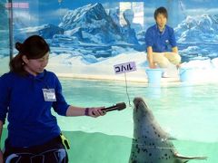 １７．ゴールデンウィークのホテルジャパン下田１泊旅行　下田海中水族館その３　アザラシのガイド給餌　海の生物館シーパレス