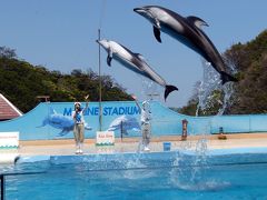 １９．ゴールデンウィークのホテルジャパン下田１泊旅行　下田海中水族館その５　マリンスタジアムのイルカショー