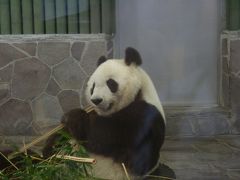 日本で唯一パンダとコアラ、レッサーパンダが同時に見れる動物園　【王子動物園】神戸市