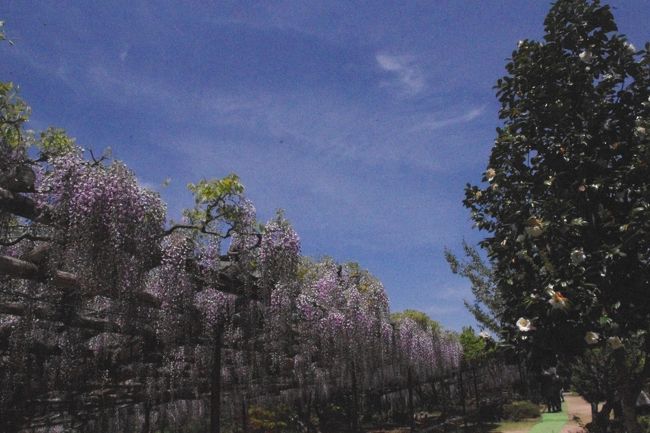 樹齢300年以上を超えた後光藤が見頃の<br />鎌掛(かいがけ)の藤の寺として知られる正法寺<br />と<br />普通は800m〜1000mの高所に自生しているシャクナゲ<br />ですが<br />300m〜400mの谷間にホンシャクナゲ(7弁7裂・14雄しべ)<br />が<br />斜面約4万平方メートルに約2万本が群生していると言う<br />シャクナゲ渓谷<br />滋賀県蒲生郡日野町へ<br /><br /> <br />