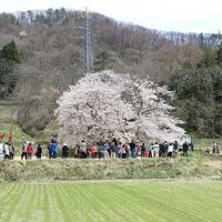 八重の桜