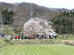 八重の桜