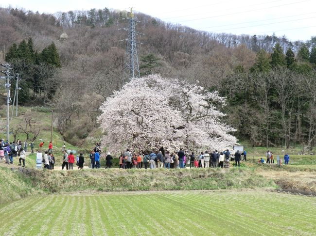 郡山、会津若松、大内宿方面の旅行記です。<br /><br />関東からやや遅れて見ごろになった桜が中心です。