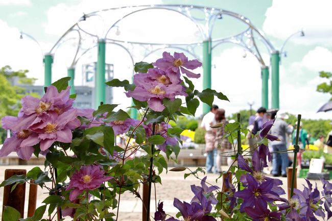 麻溝公園、恒例のクレマチスフェアーが開催され母と行ってきました。<br />この公園には230品種８０００株のクレマチスが植栽されていると言う事ですが<br />いつもどこに咲いているのかしら・・と不思議に思っていました。<br />今回、このブログを書くために検索して、初めてその場所を知りました。<br />どうやら、広い公園の外周のフェンスやいくつもある駐車場のフェンスを探して歩かないと駄目なようです。<br /><br />ちなみに表紙の写真はフェアーで飾られている鉢植えです。