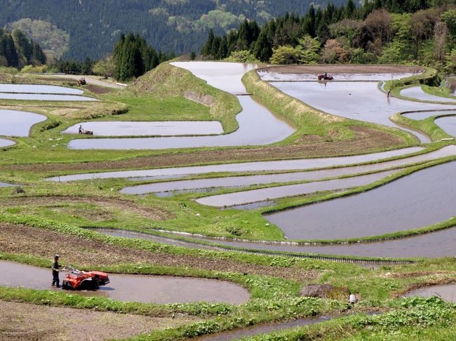 但馬地方にはカツラの巨樹が沢山あり、養父市別宮の大カツラもその一つ。兵庫県指定の天然記念物になっている「別宮の大カツラ」は樹齢１２００年以上、幹周１４．５ｍ、樹高２４．３２ｍの巨樹。近くを湧水が流れ、その湧水を利用して眼下には棚田が広がる。ちょうど棚田には水が張られ、一部では田植えも始まって見事な景観。沢山のアマチュアカメラマンも集まり賑わっていた。<br />この後は但馬高原植物園へ向う。