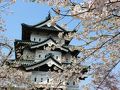 弘前公園でお花見