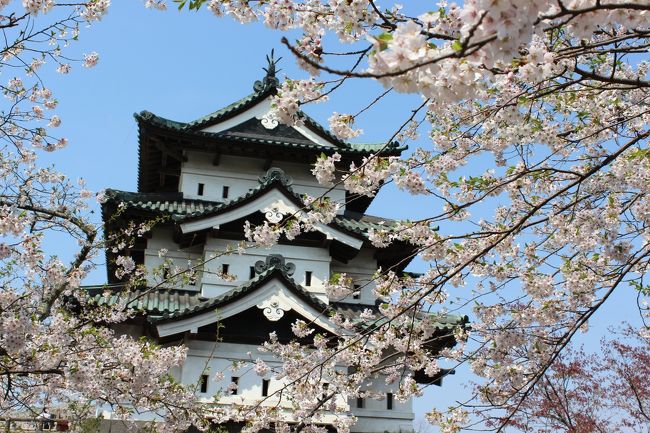 ＧＷは、東北か函館に桜を見に行くことが多くなりました。<br /><br />今年も後半の4連休で函館にと思っていたのですが、記録を塗り替えるような、遅れ具合。あまりの寒さに外出を取りやめてしまいました。<br /><br />一週間後にリベンジ、お花見に出かけてきました。<br /><br />訪ねた弘前公園は、出かけた2日前の8日に満開になりました。