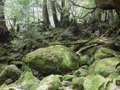 月に35日は雨なのにラッキー♪　屋久島白谷雲水峡♪