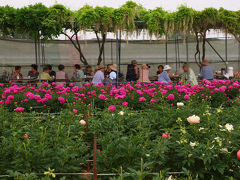 ２０１３　深谷市　花園芍薬園 　美の競演ー上