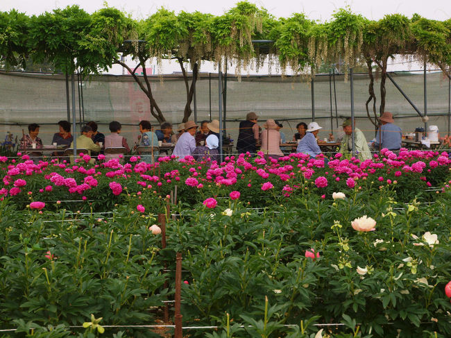 恒例のようになった　深谷市の　花園芍薬園へ<br /><br />雲っているけどそれも良いかと<br /><br />　　　　愛車を引き出す<br /><br />ナビに住所の　深谷市荒川１６９７を登録して<br /><br />　　　出発<br /><br />２０１０ 埼玉散歩　深谷市　花園芍薬園<br />http://4travel.jp/traveler/jiiji/album/10463584/<br /><br />２０１１　花園芍薬園　美の競演ー上<br />http://4travel.jp/traveler/jiiji/album/10568093/<br />２０１１　花園芍薬園　美の競演ー下<br />http://4travel.jp/traveler/jiiji/album/10568907/<br />２０１３　花園芍薬園　美の饗宴ー上<br />http://4travel.jp/traveler/jiiji/album/10775775/<br />２０１３　花園芍薬園　美の饗宴ー下<br />http://4travel.jp/traveler/jiiji/album/10776075/