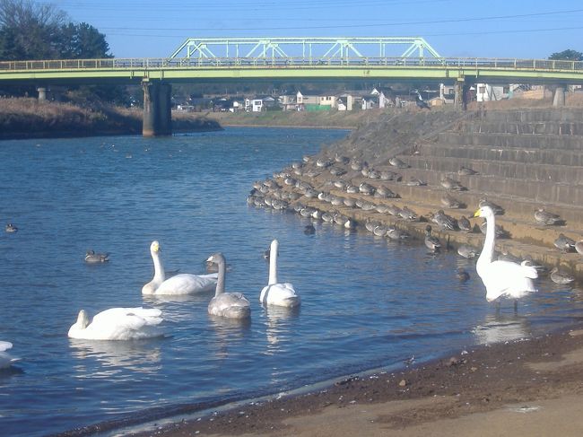 月光川で、白鳥を見ました。