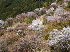 2009年お花見　奈良　吉野山