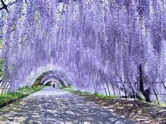 念願の河内藤園。