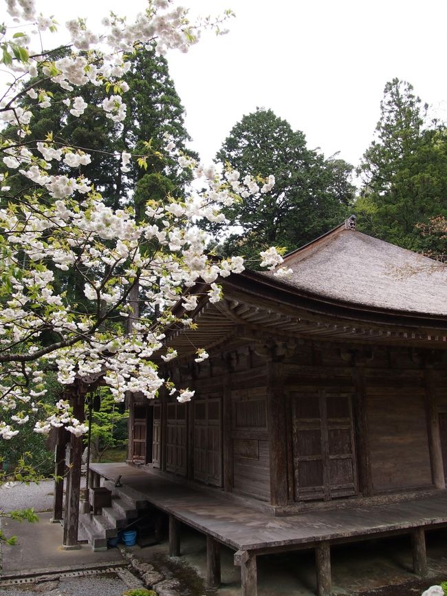 春になったのでどこかに旅行に行きたいねと母と相談し、今回は北陸地方に行くことに決まりました。<br />どうせ遠くまで行くのだからとあちこち行きたくなってしまいますがそんなに時間も取れないので、今回は福井小浜でお寺巡り、永平寺参りに絞ってのドライブ旅行です♪