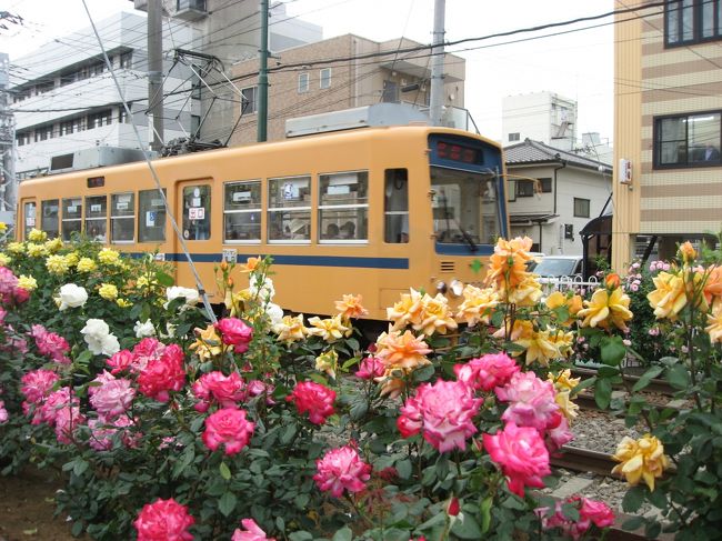 都電沿線のバラが見頃のようなので見てきました。今年は桜の時期は都電で早稲田方面を中心にみたので、今回は沿線にバラが咲いている三ノ輪橋方面を中心に見ました。沿線は荒川車庫前～荒川遊園地前、向原～大塚駅前、三ノ輪橋周辺が特に綺麗でした。<br /><br />★散歩ルート<br />向原停留場～大塚駅前停留場（バラ）→あらかわ遊園→こどもの家きくや（もんじゃ）→ふく扇（たこせん）→荒川遊園地前停留場～荒川車庫前停留場（バラ）→都電おもいで広場→梶原停留場→菓匠 明美（都電もなか）→三ノ輪橋停留場（バラ）→浄閑寺→永久寺（目黄不動尊）→青木屋（パン）→ジョイフル三ノ輪→尾久八幡神社→熊野前商店街→町屋駅前停留場（バラ）→荒川二丁目停留場（バラ）→荒川区役所前停留場（スカイツリー）→三ノ輪橋停留場（バラ）→土手の伊勢屋（天丼）→カフェむぎわらい（カフェ・パン）→三ノ輪橋停留場 <br />