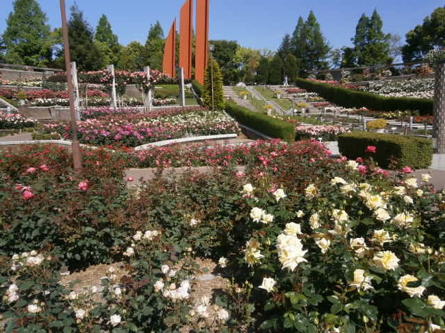 兵庫県は伊丹の北の端、荒牧バラ公園の春のバラが満開を迎えました。<br />この公園は市営で　入場料もかかりません。（車だと駐車料金500円です）<br />春と秋に各国の様々なバラがその色を競うように咲くのですが、それがいま満開です。