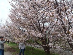 桜がやっと開花、札幌・寒地土木研究所の千島桜（2013年）