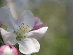 リンゴの花は咲いてるかなぁ～　高野町までドライブです