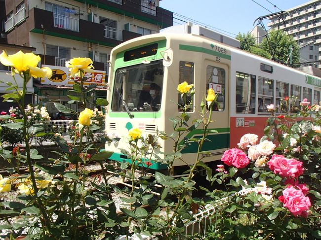 この時期、都電大塚駅～向原駅間では、大塚ばら祭りを行っています。一度、見に行こうと思い、行ってきました。