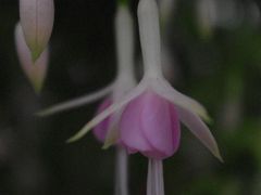 お好みの耳飾りは　ど～れ？　京都府立植物園