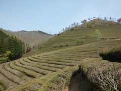 ｵﾊﾞﾊﾞのひとり旅珍道中 ②　　　　　～ 宝城のお茶畑 ～