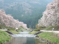 今年最後の桜を探して鈴鹿山脈の麓まで 　　