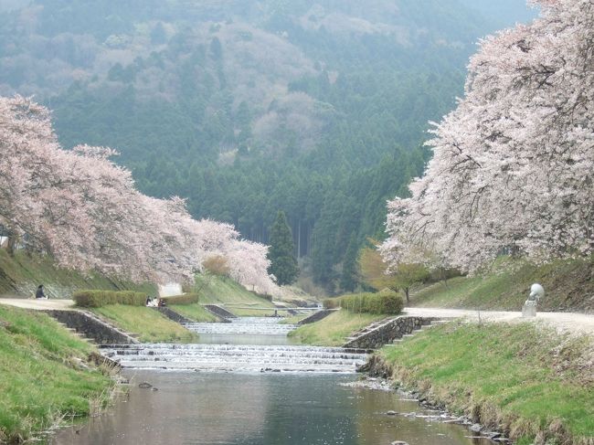 いつもなら長くても2週間ほどで咲き終わってしまう桜。<br />今年は桜の咲いている期間が長く、日常の暮らしの中でも結構堪能することができたので、わざわざお花見には出かけていませんでした。<br /><br />この日はせっかく休暇が取れたので、どこかにまだ咲き残っている桜はないかな？と探し、琵琶湖の南、甲賀はうぐい川まで足を伸ばしてみました。<br /><br />正直そんなに期待していなかったので愛機Olympusは持参しておらず、写真が少ししかありませんが・・