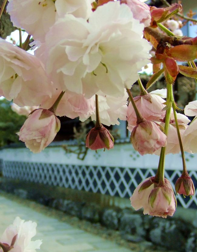 新潟の実家に帰省した際に遊びに行きました。<br />近いがゆえに１回も訪れた事がなかったので、行くのを楽しみにしていました。<br />訪れた時期には春の花々が咲き乱れていて、二度目の春を楽しめて得をした気分になりました（笑）<br />特に千曲川河川公園は存在を今まで知らなかったので（新潟に住んでいる友人も）八重桜と菜の花が見事に咲いていて、車から景色を見た時にこんな場所があることにとてもびっくりしました。<br /><br />今回訪れたのは<br />・千曲川河川公園<br />・臥竜公園<br />・須坂動物公園<br />・田中本家博物館<br />です<br />