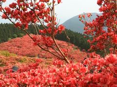 一目百万本・葛城山のツツジ