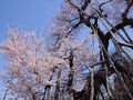 桜前線を追いかけて【２】～老いた桜と美味しい蕎麦～
