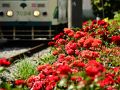 都電荒川線の三ノ輪橋周辺に咲く薔薇を見に訪れてみた