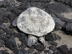 ハワイ島でウミガメさんに会いました。Green Sea Turtle from the big Island of Hawaii.