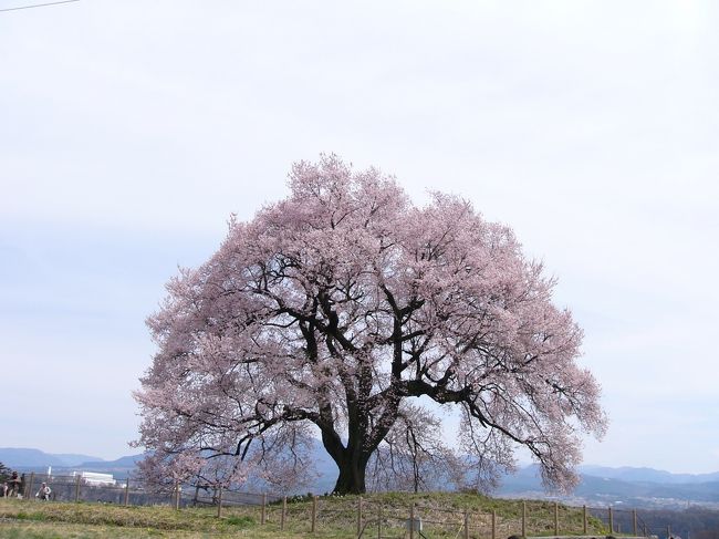 わに塚の桜 と 鳥もつ煮♪