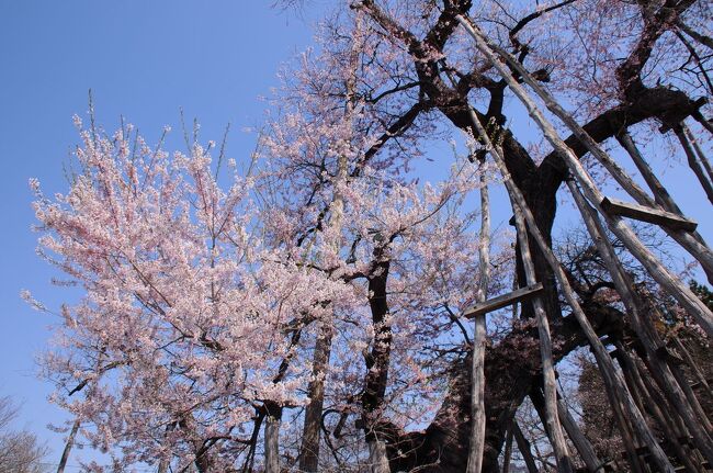 桜前線を追いかける旅の二日目は、山形鉄道というローカル線の途中にある長井という街へ向かう。その街は、以前、山形鉄道に乗ったとき、沿線案内を見て、一度訪れてみたいと思っていたところである。今回は、最上川堤防千本桜と伊佐沢の久保桜を目当てに訪れてみたが、長井の街も風情があり、蕎麦やお酒も美味しかった。<br /><br />（2023.05.18 投稿）