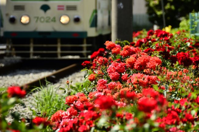 都電荒川線の沿線には約4kmの区間に約140種にも及ぶ薔薇の花が13,000株を植栽されており、５月中旬〜６月上旬にかけては色とりどりの薔薇の花が咲き乱れます。<br />都電荒川線の沿線に咲く綺麗な薔薇の風景を見に、三ノ輪橋駅〜熊野前駅の間を散策しました。