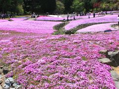 花のじゅうたん　兵庫県三田市　芝桜の香り漂う