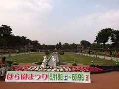 前橋市　敷島公園　バラ園祭りが始まりますー１