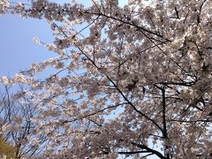 ぷらっとソウル　インチョンでお花見♪